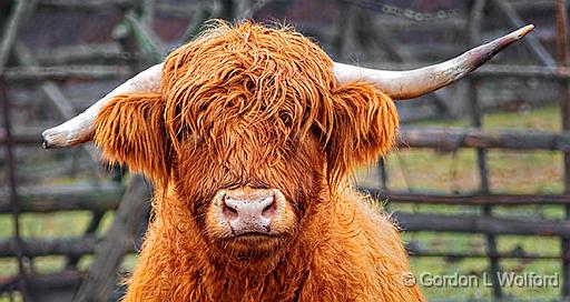 Broken Horn_P1220953-5.jpg - Scottish Highland Cow photographed near Smiths Falls, Ontario, Canada.